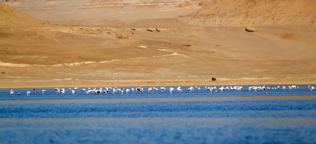 Qarun Lake - Fayoum Tour